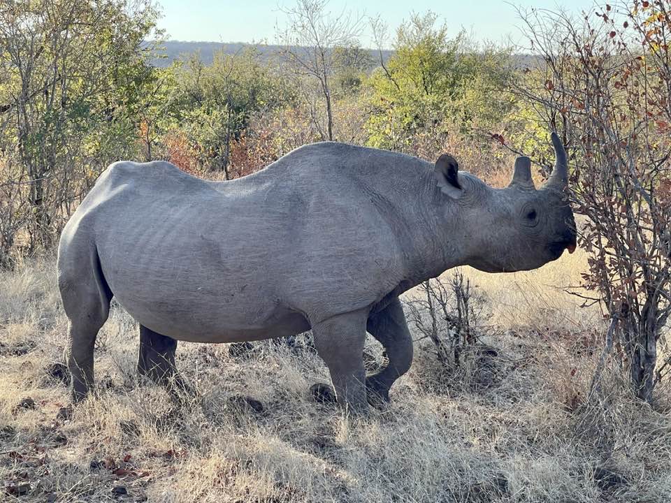 A rhino in South Africa