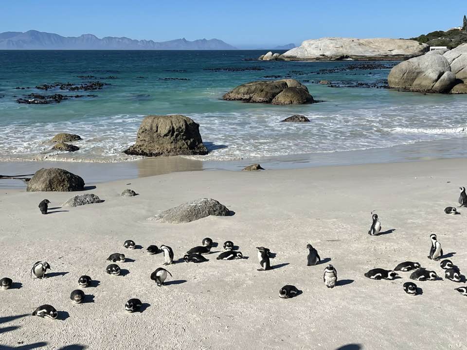Penguins in South Africa