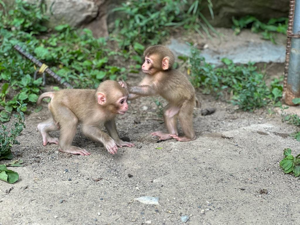 Monkeys in Japan.