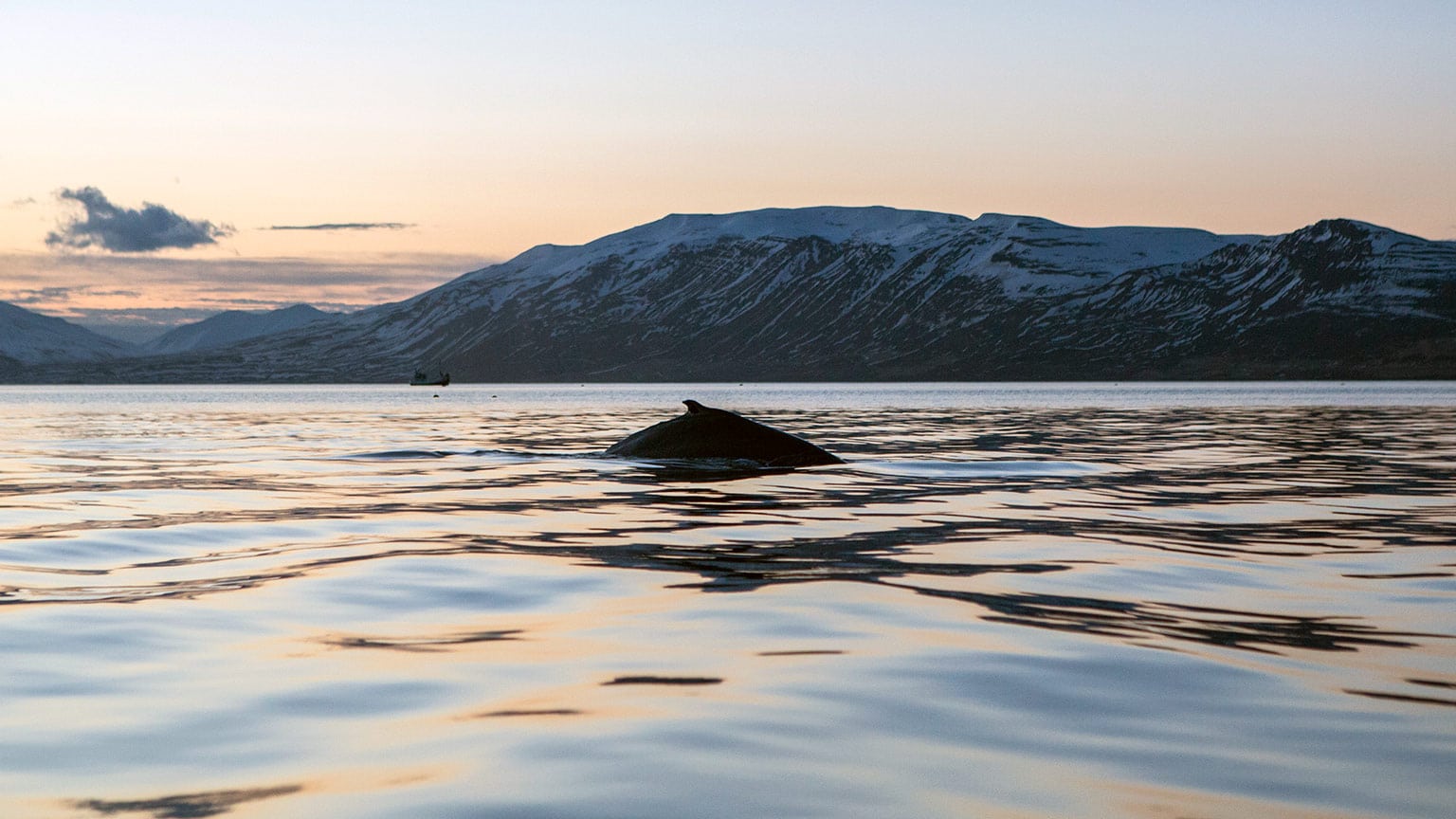 Iceland-Akureyri-Whale-Ocean-Sunset