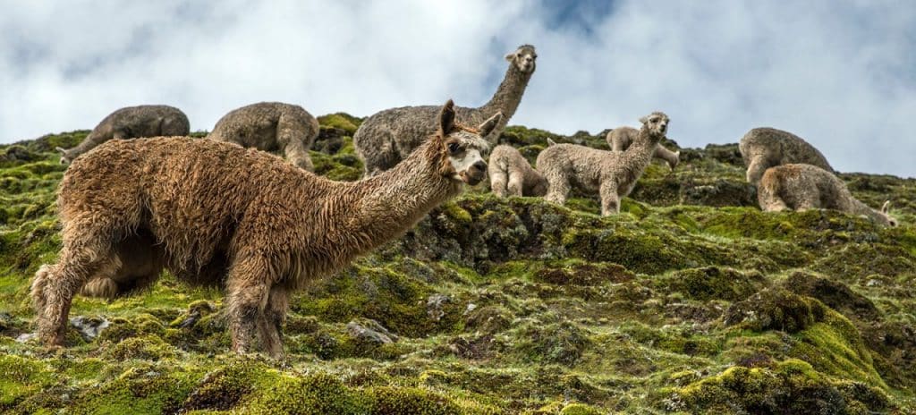 Peru 7/8/2026