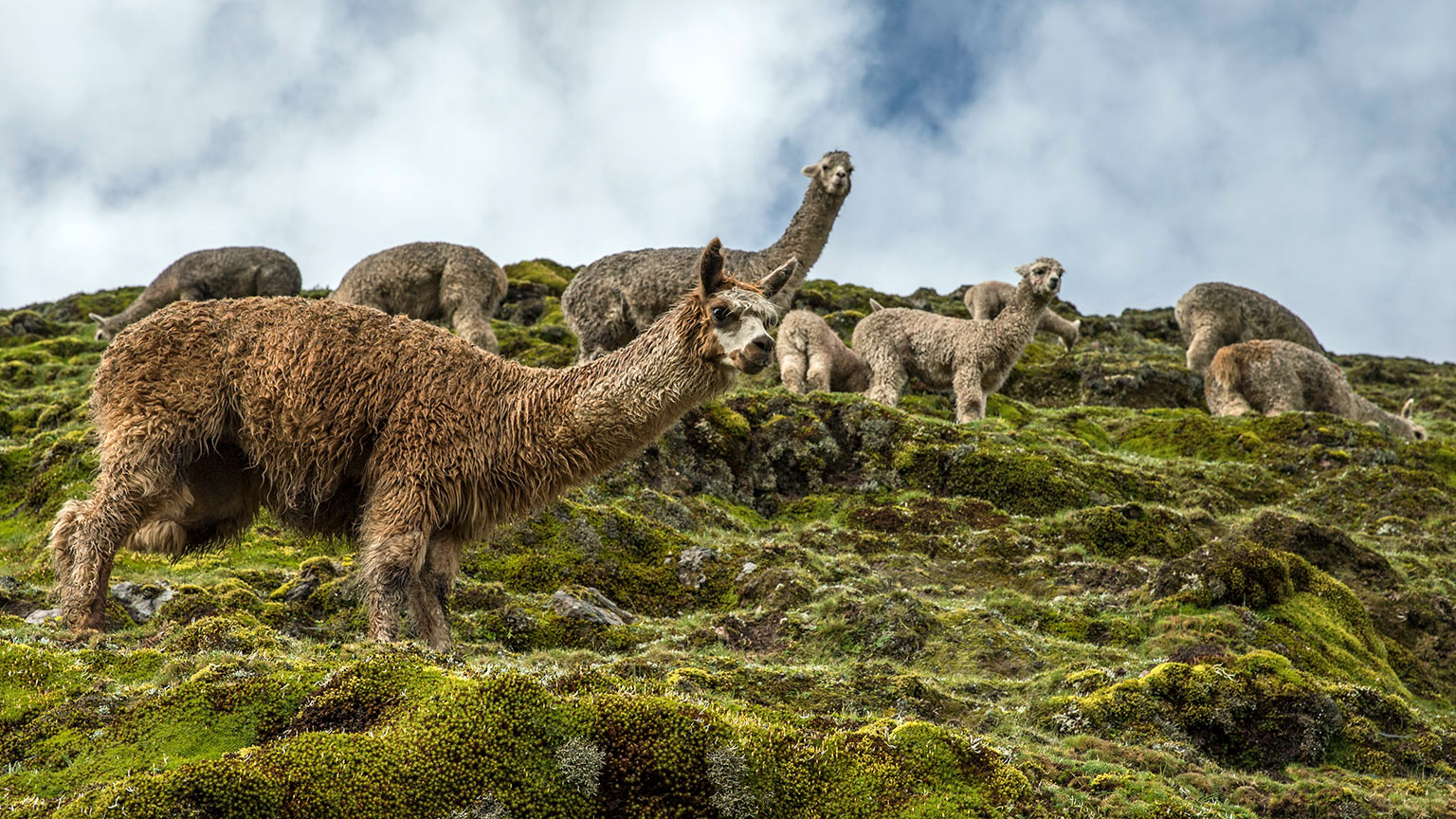 Peru-Lares-Trek-Llamas