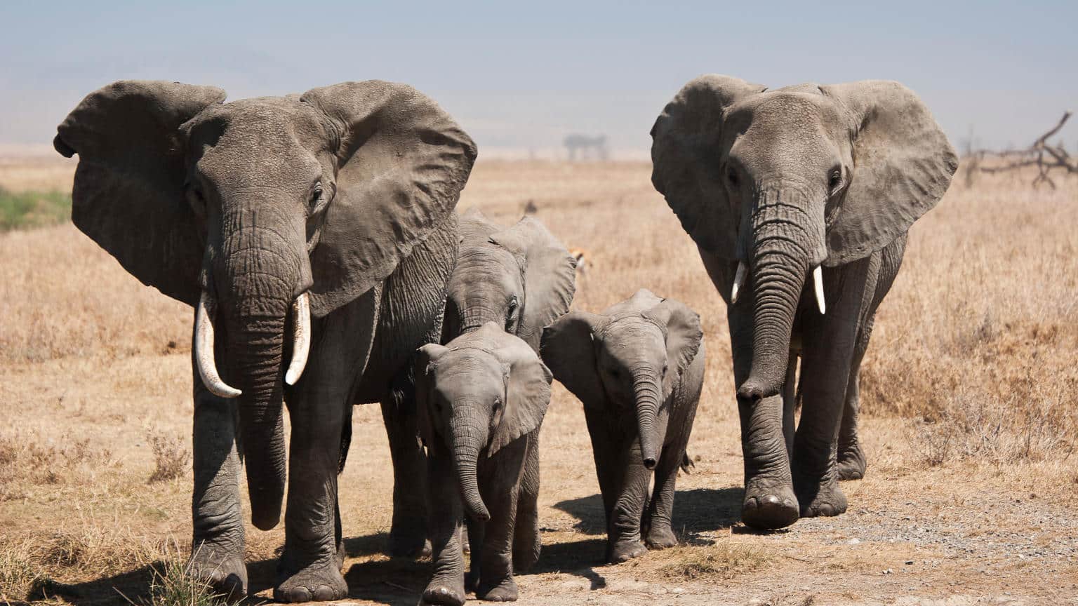 Tanzania-Serengeti-Elephant-Herd-Jaymie-Bachiu-2010-IMG5128-Lg-RGB