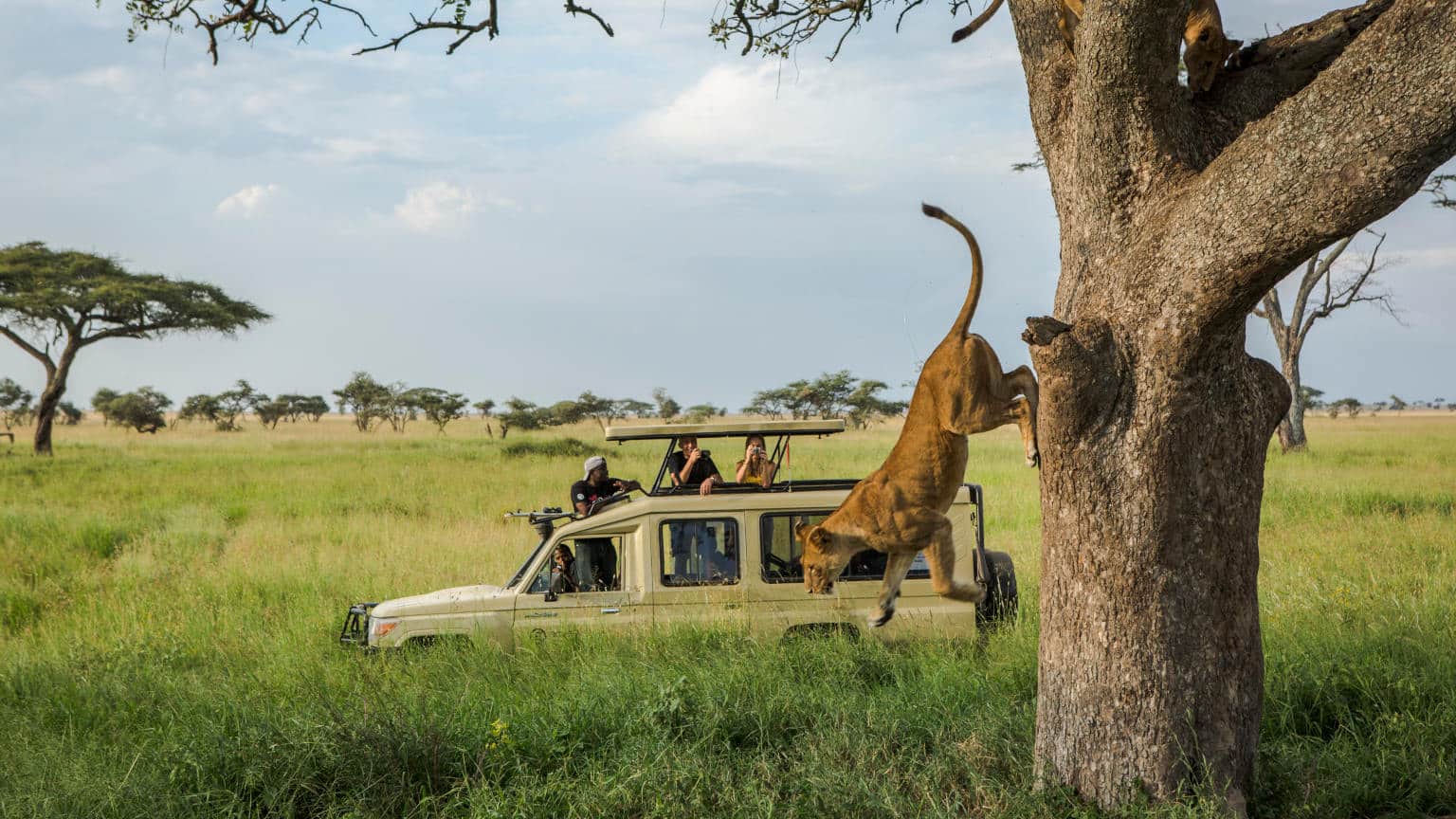 Tanzania-Serengeti-Safari-Truck-Tree-Lion-Jumping-Off-0M4A2662-Lg-RGB