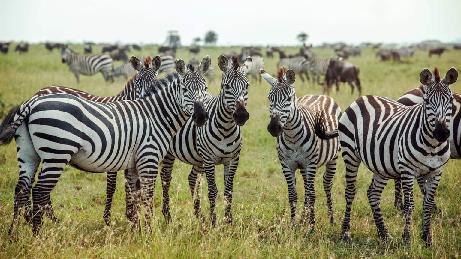 Tanzania-Serengeti-Zebras-0M4A2354-Lg-RGB