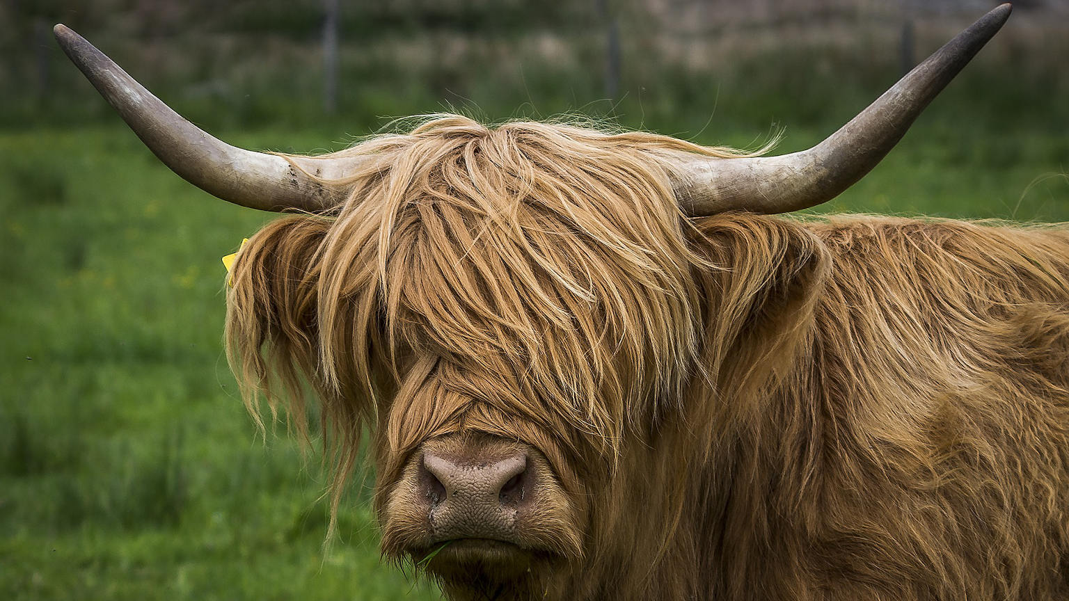 Scotland Cow