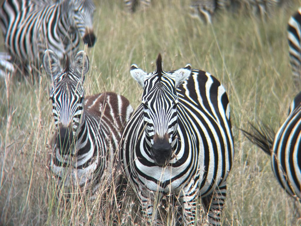 Kenya - Photo Credit: Matthew Holden